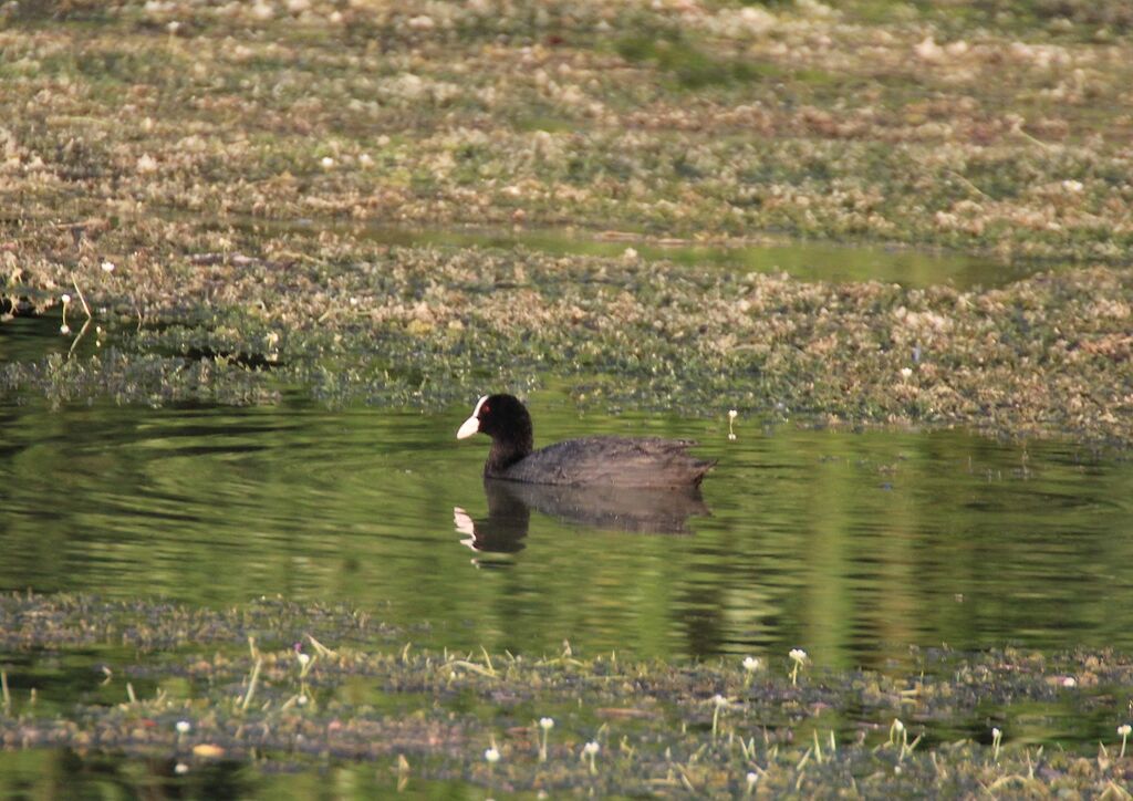 Eurasian Coot