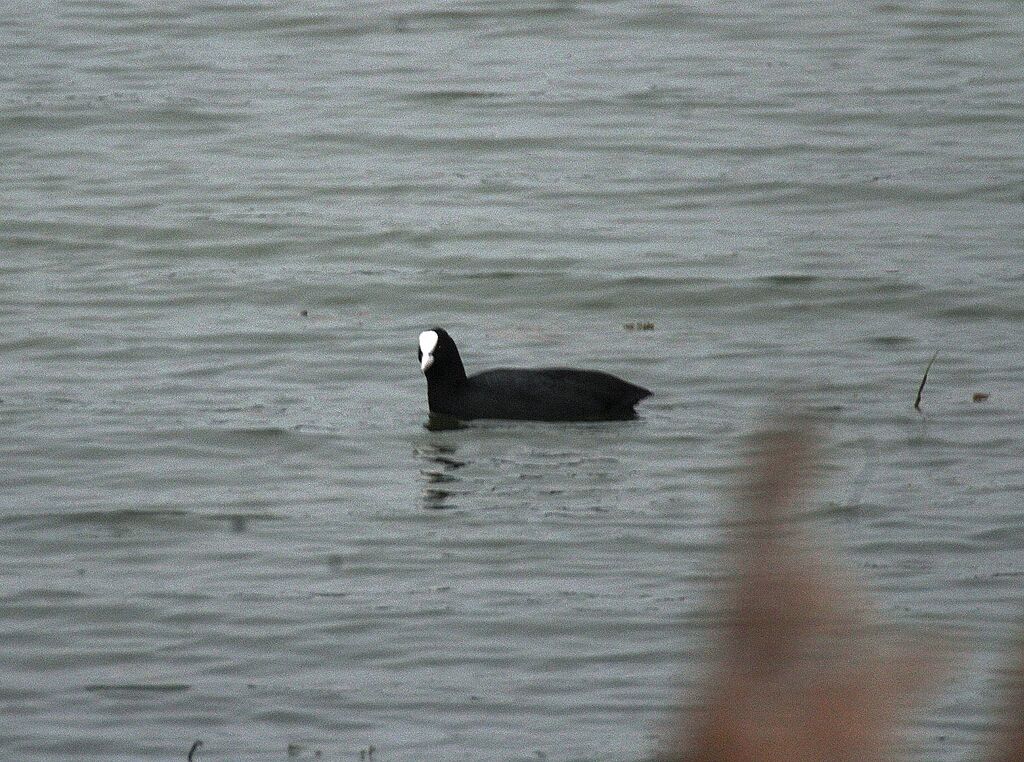 Eurasian Coot