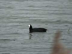 Eurasian Coot