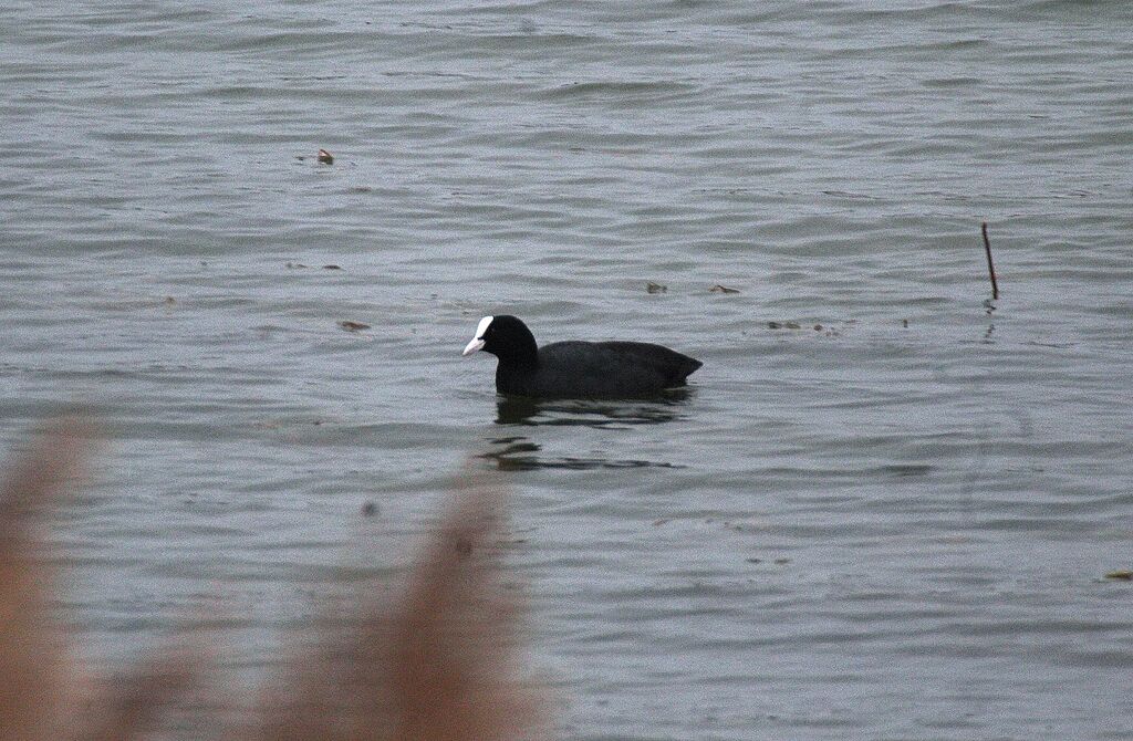 Eurasian Coot