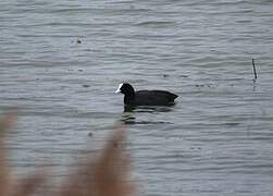 Eurasian Coot