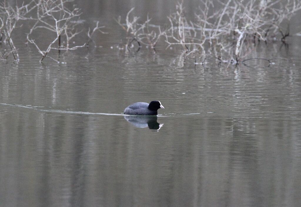 Eurasian Coot