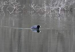 Eurasian Coot