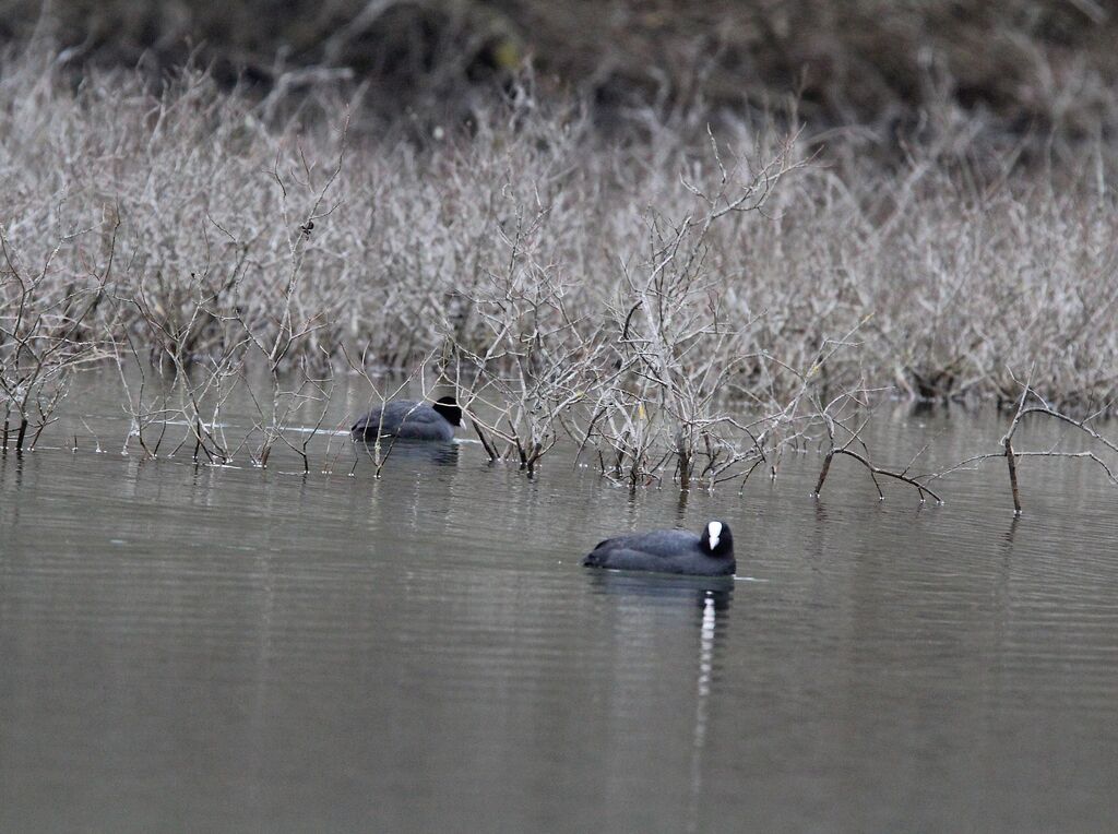 Eurasian Coot