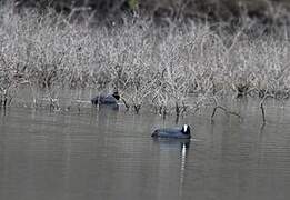 Eurasian Coot