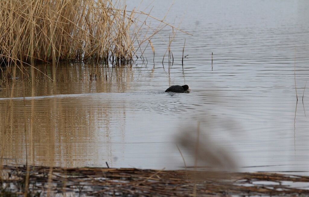 Eurasian Coot