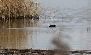 Eurasian Coot