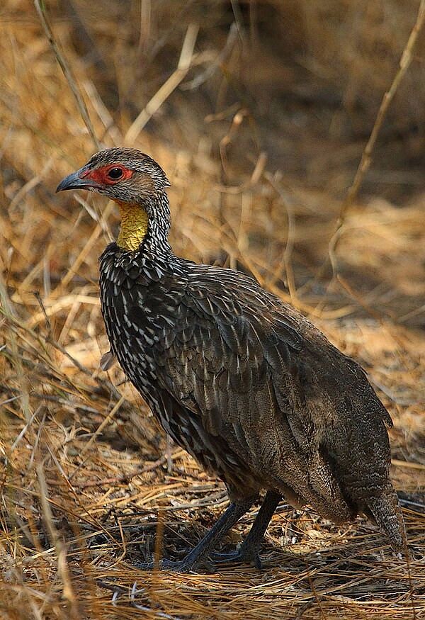 Yellow-necked Spurfowl