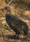 Francolin à cou jaune