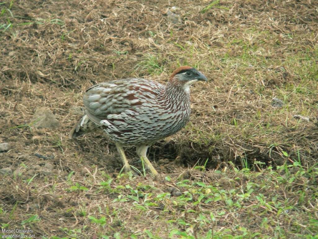 Erckel's Francolin male adult, identification