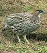 Francolin d'Erckel