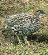 Francolin d'Erckel