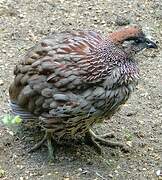 Francolin d'Erckel