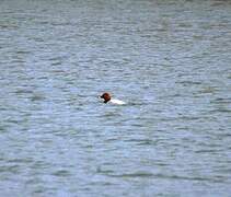 Common Pochard