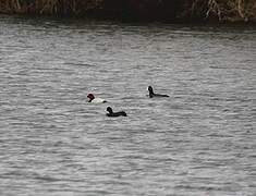 Common Pochard