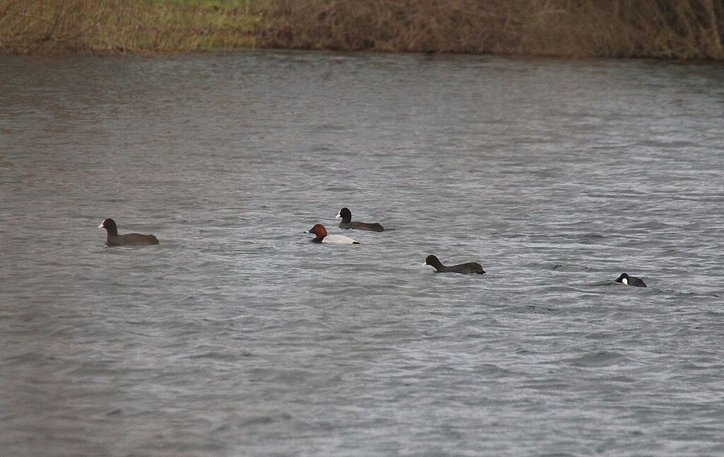 Common Pochard