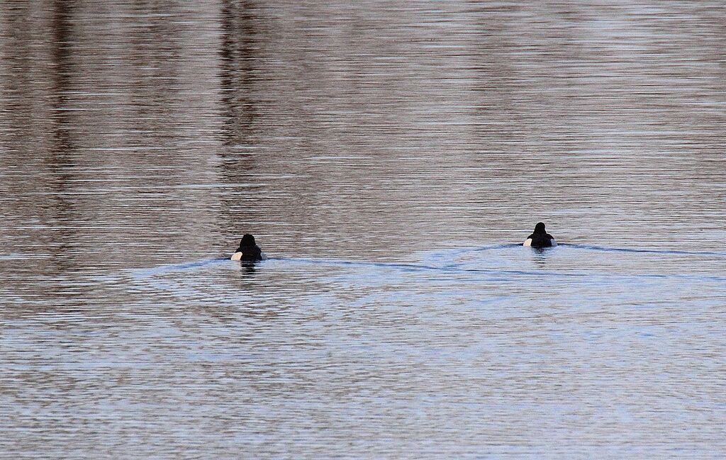 Tufted Duck