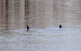 Tufted Duck