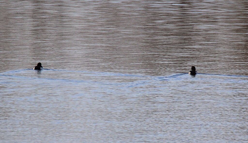 Tufted Duck