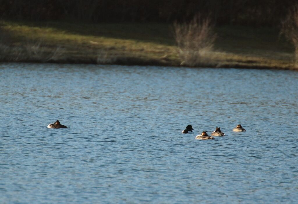 Tufted Duck