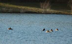 Tufted Duck