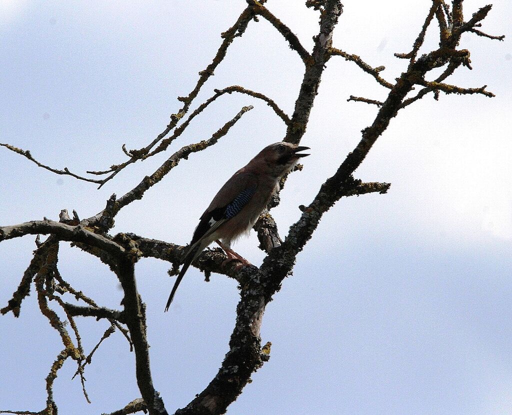 Eurasian Jay