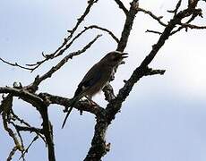 Eurasian Jay