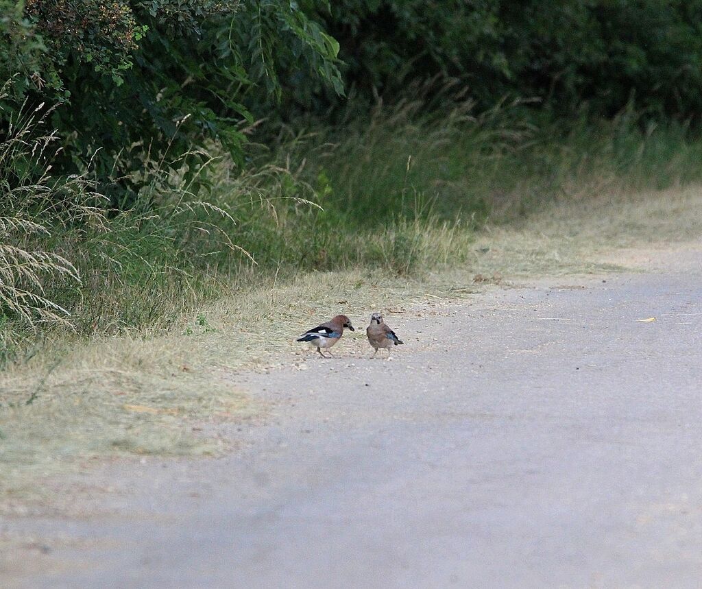 Eurasian Jay