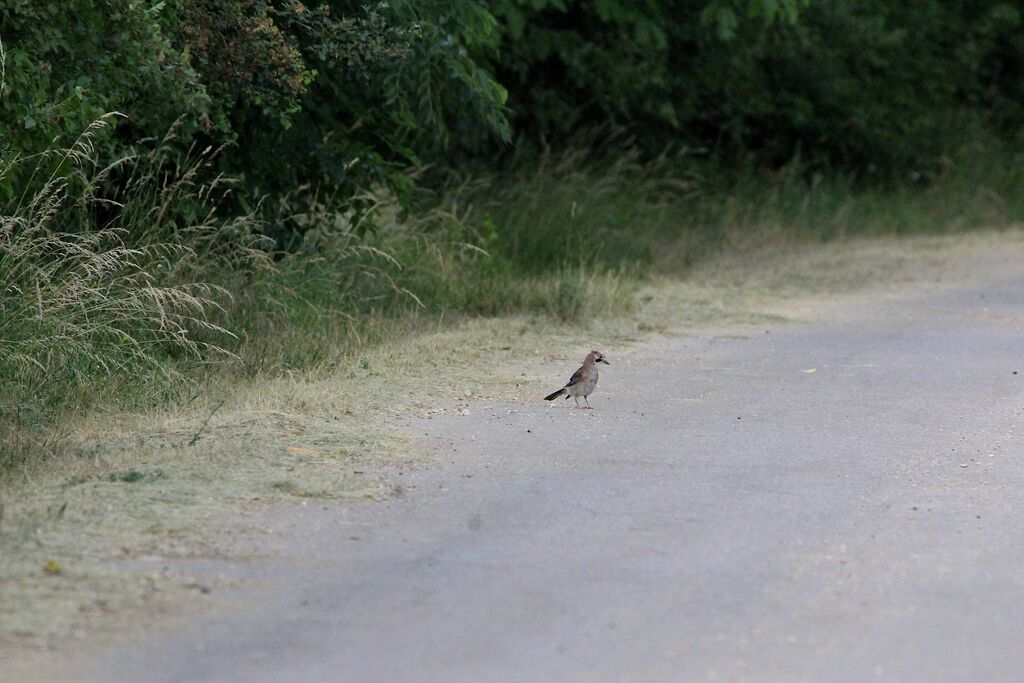 Eurasian Jay