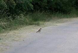 Eurasian Jay