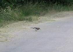 Eurasian Jay