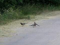 Eurasian Jay