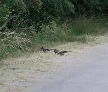 Eurasian Jay