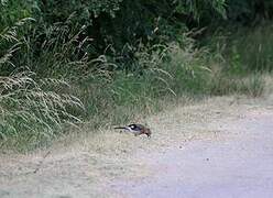 Eurasian Jay