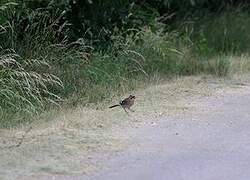 Eurasian Jay