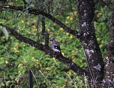 Eurasian Jay