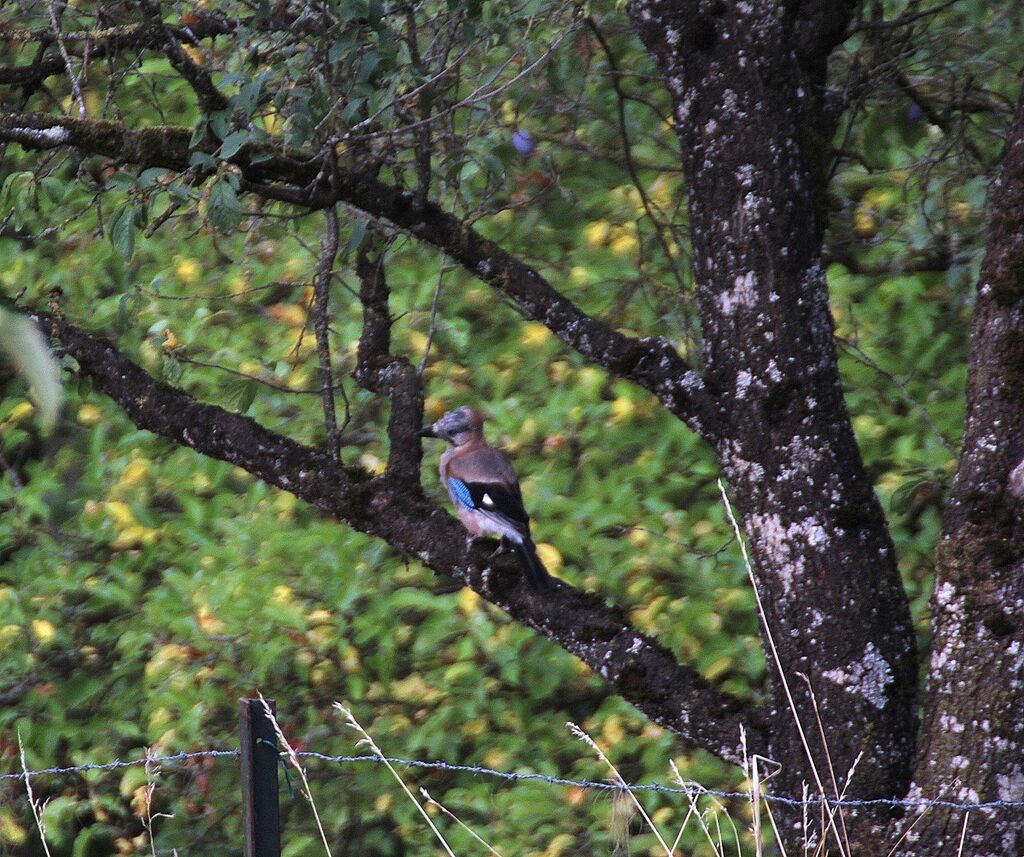 Eurasian Jay