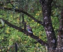 Eurasian Jay