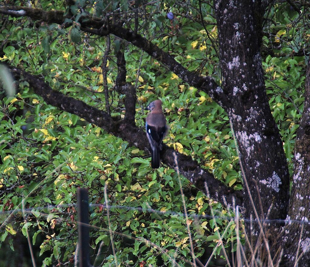 Eurasian Jay