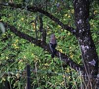 Eurasian Jay