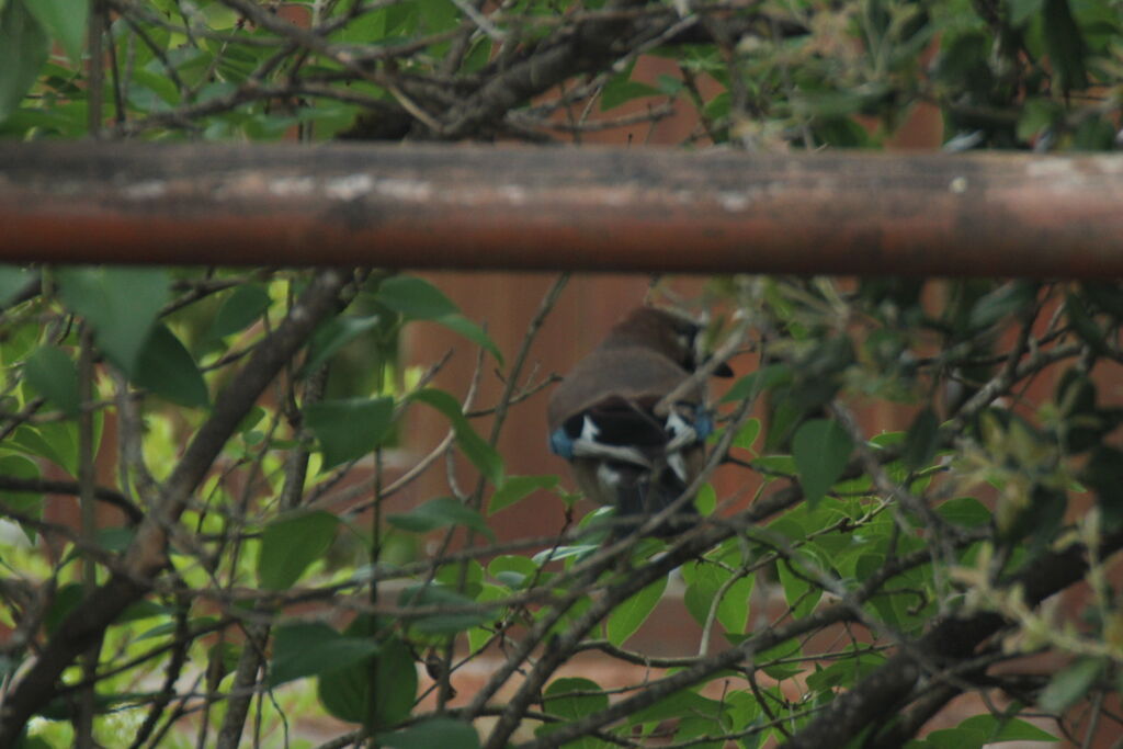 Eurasian Jay