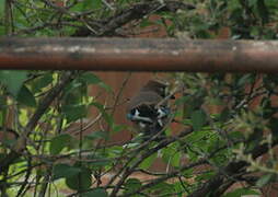 Eurasian Jay