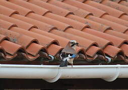 Eurasian Jay