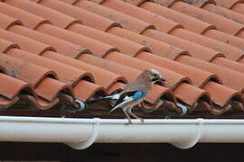 Eurasian Jay