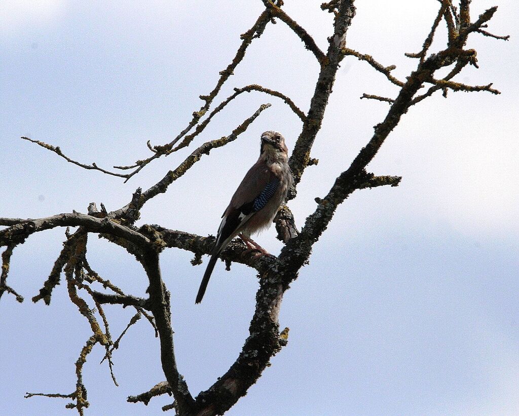 Eurasian Jay