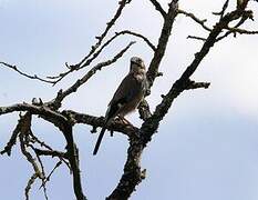 Eurasian Jay