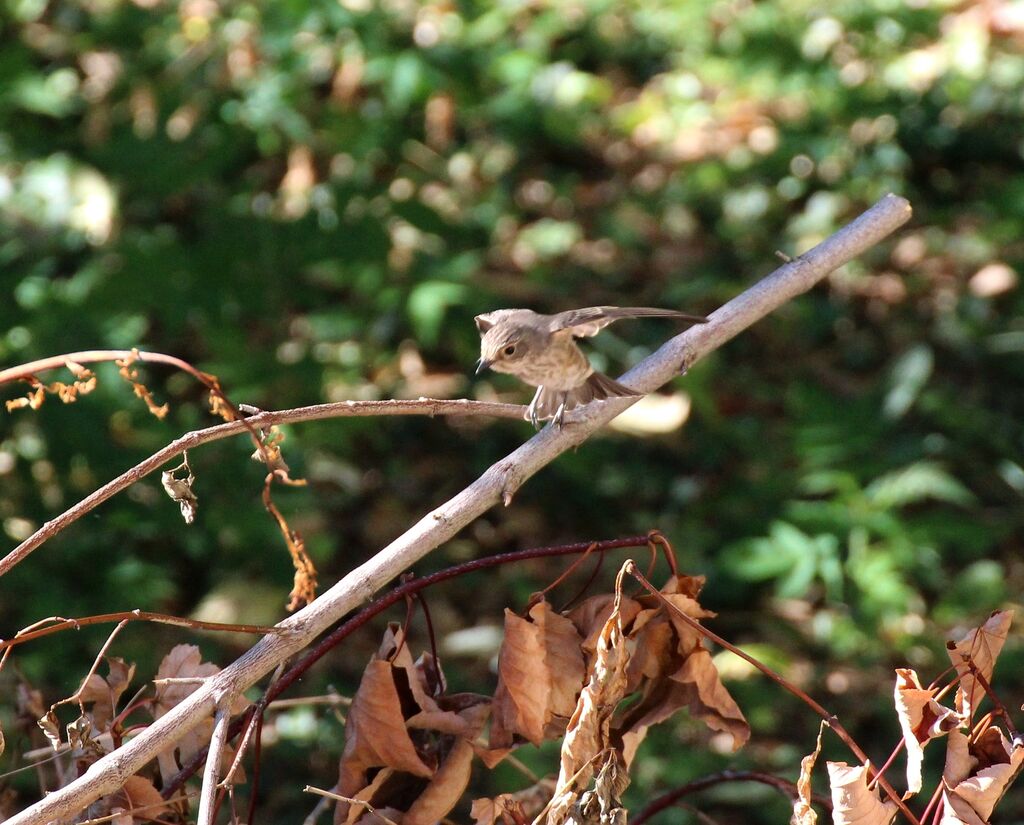 Spotted Flycatcher