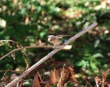 Spotted Flycatcher