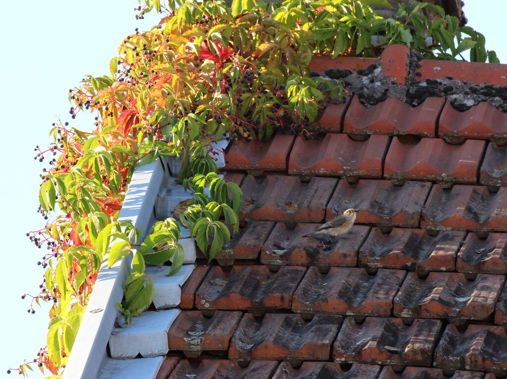 Spotted Flycatcher