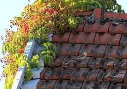 Spotted Flycatcher